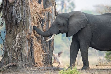 O Que é Que Os Elefantes Comem Quase Tudo Na Savana Info Cafe