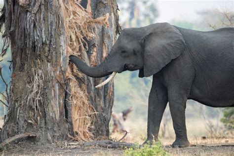 Que Mangent Les éléphants Presque Tout Dans La Savane Info Cafe