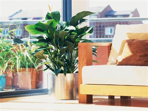 The Best Houseplants To Make A Stylish Statement Apartment Garden