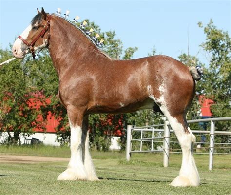 Pin On Clydesdale Horses