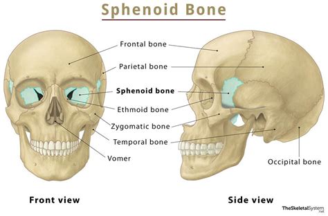 Sphenoid Bone Location Function Anatomy And Labeled Diagram