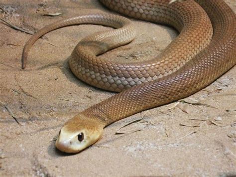Taipan Snake The Inland Taipan Is Considered To Be The Most Venomous