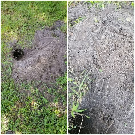 All 97 Images Pictures Of Rat Holes In Yard Stunning