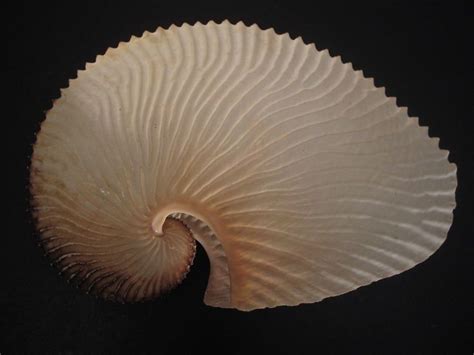 Very Raredeep H2oargonauta Argo~211mm~taiwan Seashell In