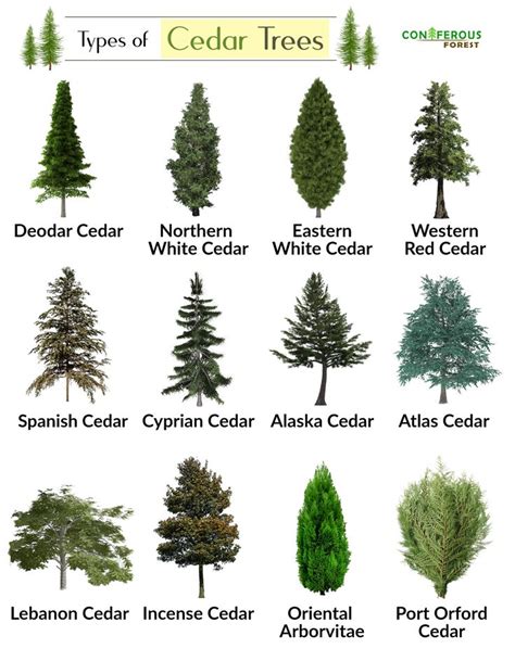 The Different Types Of Cedar Trees