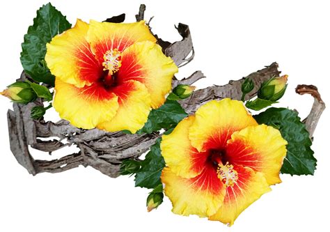 Download Flowers Hibiscus Tropical Royalty Free Stock Illustration