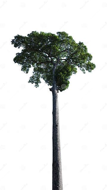 Tall Slender Tree Trunk With A Lush Canopy Perfect Tree Isolated On A