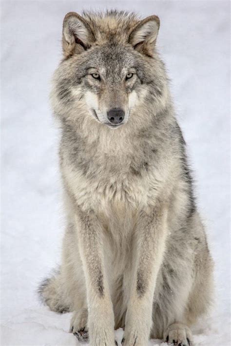 Grey Wolf By John Violette On 500px Grey Wolf Wolf Dog Wolf Photos