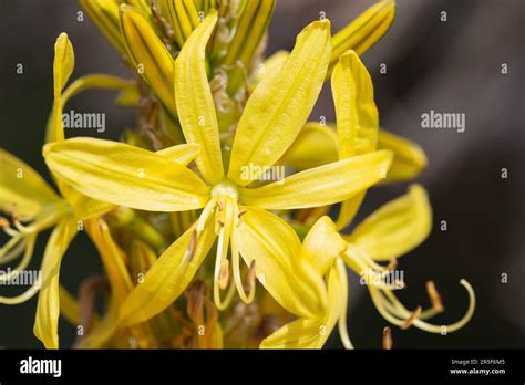 Yellow Star Like Flowers Of A Fragrant Kings Spear Plant Asphodeline Lutea Helen Cowles