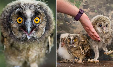 Adorable Baby Owls Make Their First Public Appearance