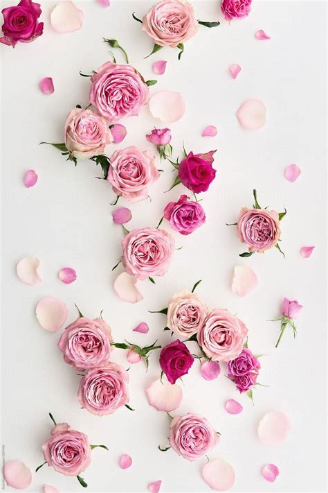 Rosa Bild Roses On Pink Background Wallpaper
