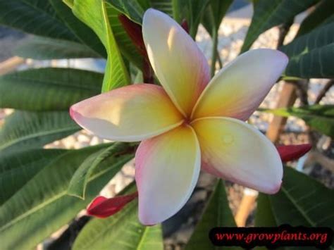 Why do plumeria drop leaves? Plumeria rubra - How to grow & care | Plumeria, Ornamental ...