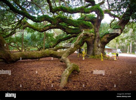 Old Tree Angel Oak Tree Hi Res Stock Photography And Images Alamy