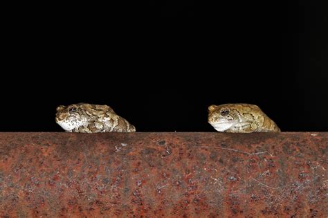Two Little Tree Frogs At Night Free Stock Photo - Public Domain Pictures