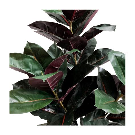 This photonia species is a shrub with red leaves that doesn't shed foliage in winter. RED LEAF TREE IN POT - Home Decor-Home Decor Accents : Interior Warehouse - Plants