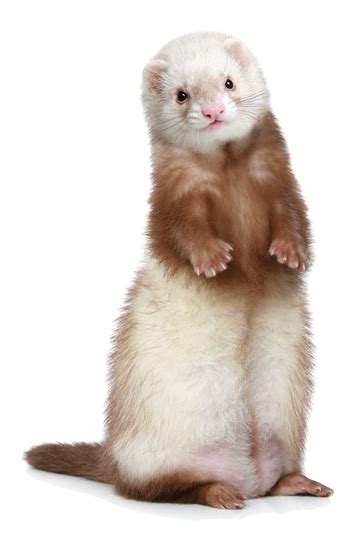 Collection Of Ferret Hd Png Pluspng