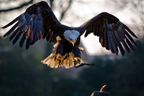 Fileamerican Bald Eagle Landing Wikimedia Commons