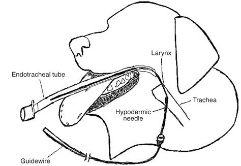 Endotracheal Tube Veterinary