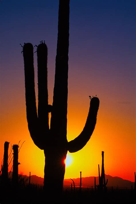 Saguaro Cactus Saguaro National Park Tucson Mounain District West Of