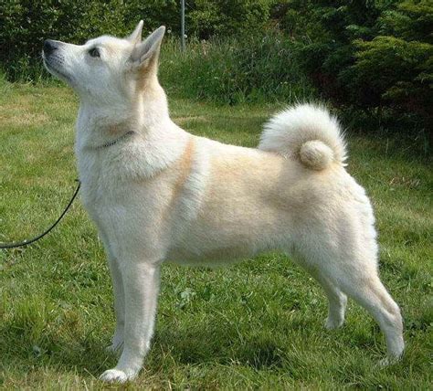 Norsk Buhund Every Dog Breed Dog Breeds Unique Dog Breeds