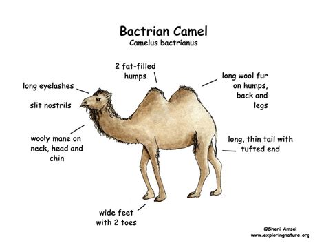Videos, tests, revision notes and more. Camel (Bactrian)