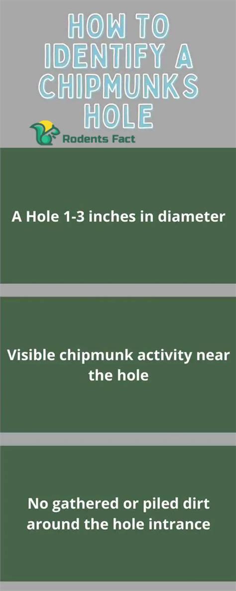 How To Fill Chipmunk Holes Learn The Best And Efficient Methods