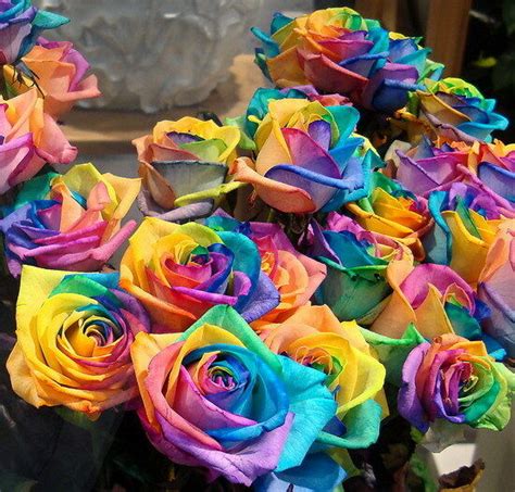 20 Seeds Rare Rainbow Rose Seed For Your Lover Rainbow