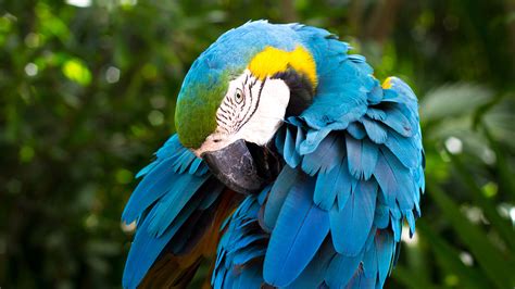 Blue And Yellow Macaw Wallpapers Hd Wallpapers Id 21267