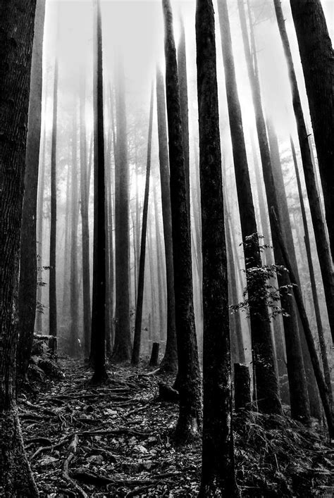 Magic Forest Series At The Trail To The Cross Ridge Mounta Flickr