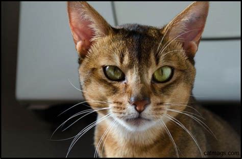 Everything You Need To Know About The Abyssinian Cat Breed Petcarerx
