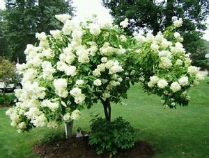 Alder is ideal for damper soils. Tree Hydrangea! Hardy fast growing shrub/tree! Big flowers ...