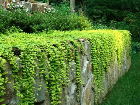Creeping Jenny Over A Ledge So Pretty And This Will Be