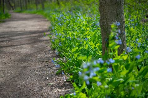 Hemlock Trail See Bluebells In The Cleveland Metroparks