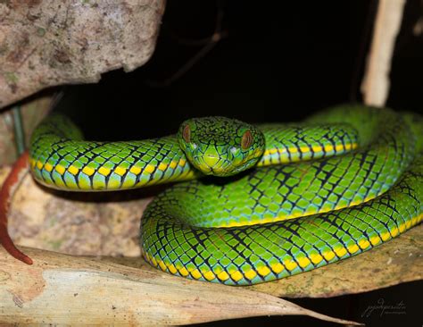 Schultzs Pit Viper A Spectacular Venomous Snake Endemic To Palawan