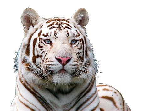 White Tiger Free Download Png Png All Png All