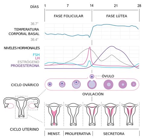 Ciclo Menstrual Fases Del Ciclo Menstrual Y D As F Rtiles