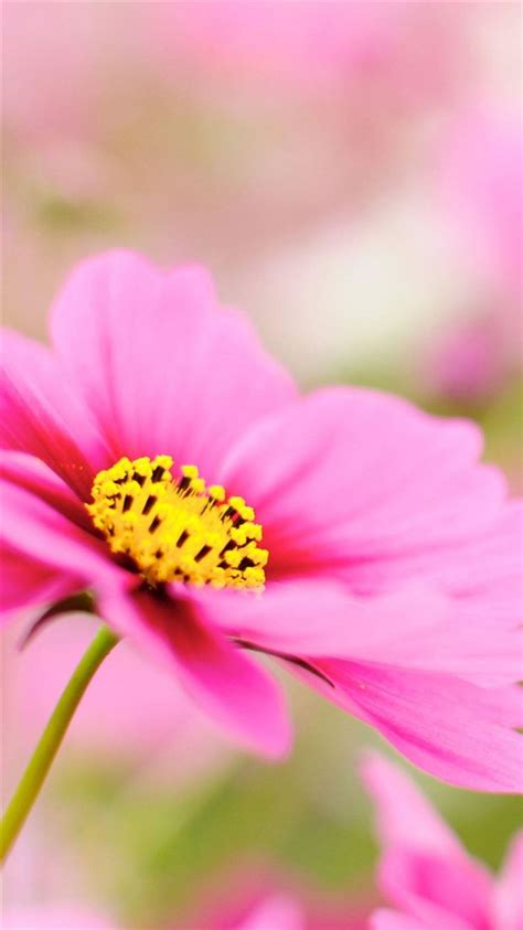 Pink Dahlia Macro Flower Iphone 8 Wallpapers Free Download