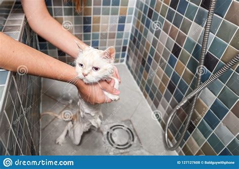 Bathing Of The Beautiful White Persian Cat In The Bathtub In The Pet