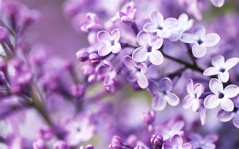 Spring Purple Flowers Wallpapers Hd Wallpapers Id 12714