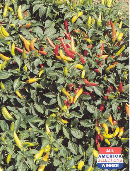Peppers Chile Super Chili Arcana Gardens And Greenhouses