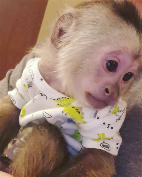 Female White Face Capuchin Monkey Capuchin Monkey For Sale