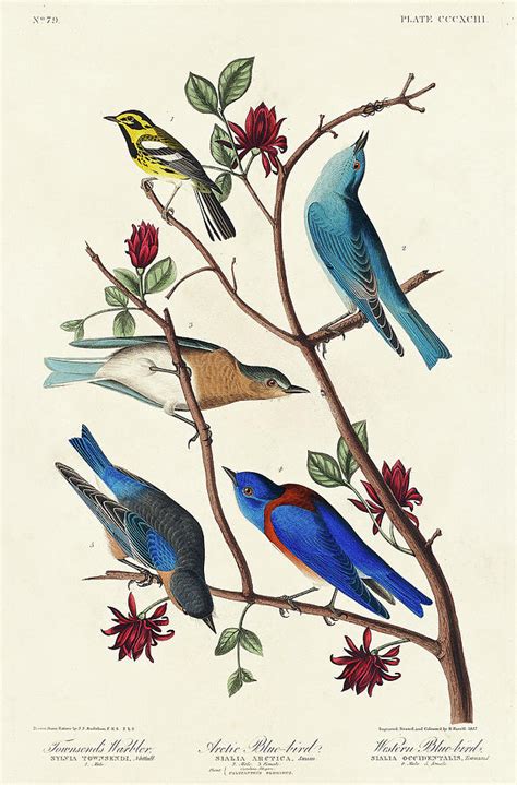 Townsends Warbler Arctic Blue Bird And Western Blue Bird Drawing By