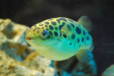 Green Spotted Puffer Alchetron The Free Social Encyclopedia
