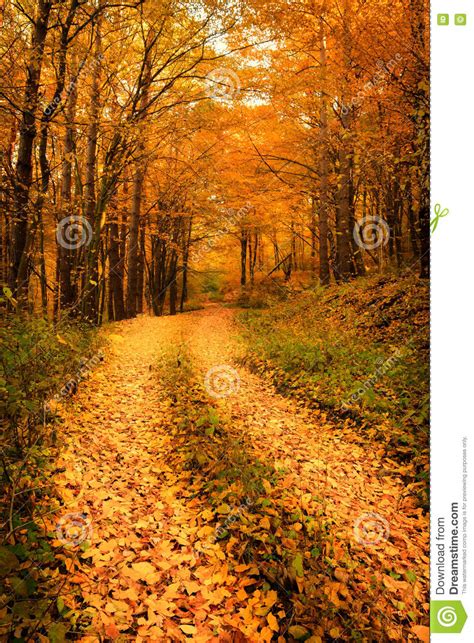 Beautiful Fall Autumn Forest Landscape Old Road Stock