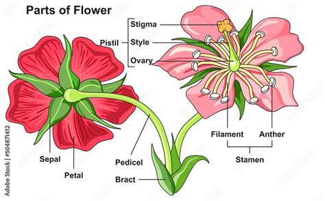 Obraz Flower Parts Structure Anatomy Infographic Diagram Bract Pedicel