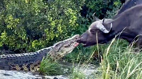 Buffalo Pulls Nile Crocodile Out Of Water Crocodile South Africa