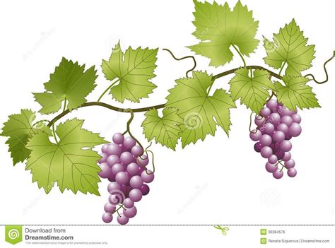 Grapevine Grape Wallpaper Grape Vines Grapes