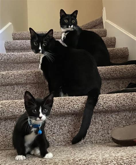 Tuxedo Cats Are Giving Us Plenty Of Reasons To Celebrate Their Adorableness