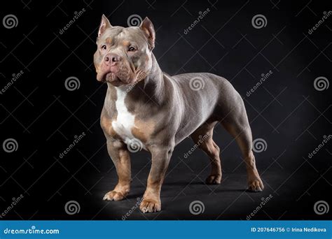 Tri Color American Pitbull Terrier Poretpi