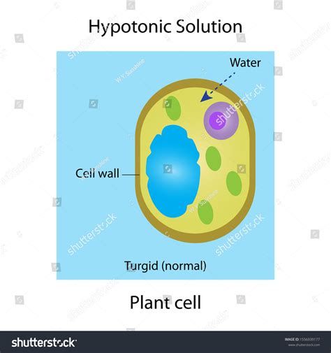 Cell Uptake Water Call Plasmolyzed Plant Stock Illustration 1556939177